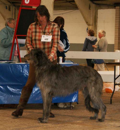 1st open dog